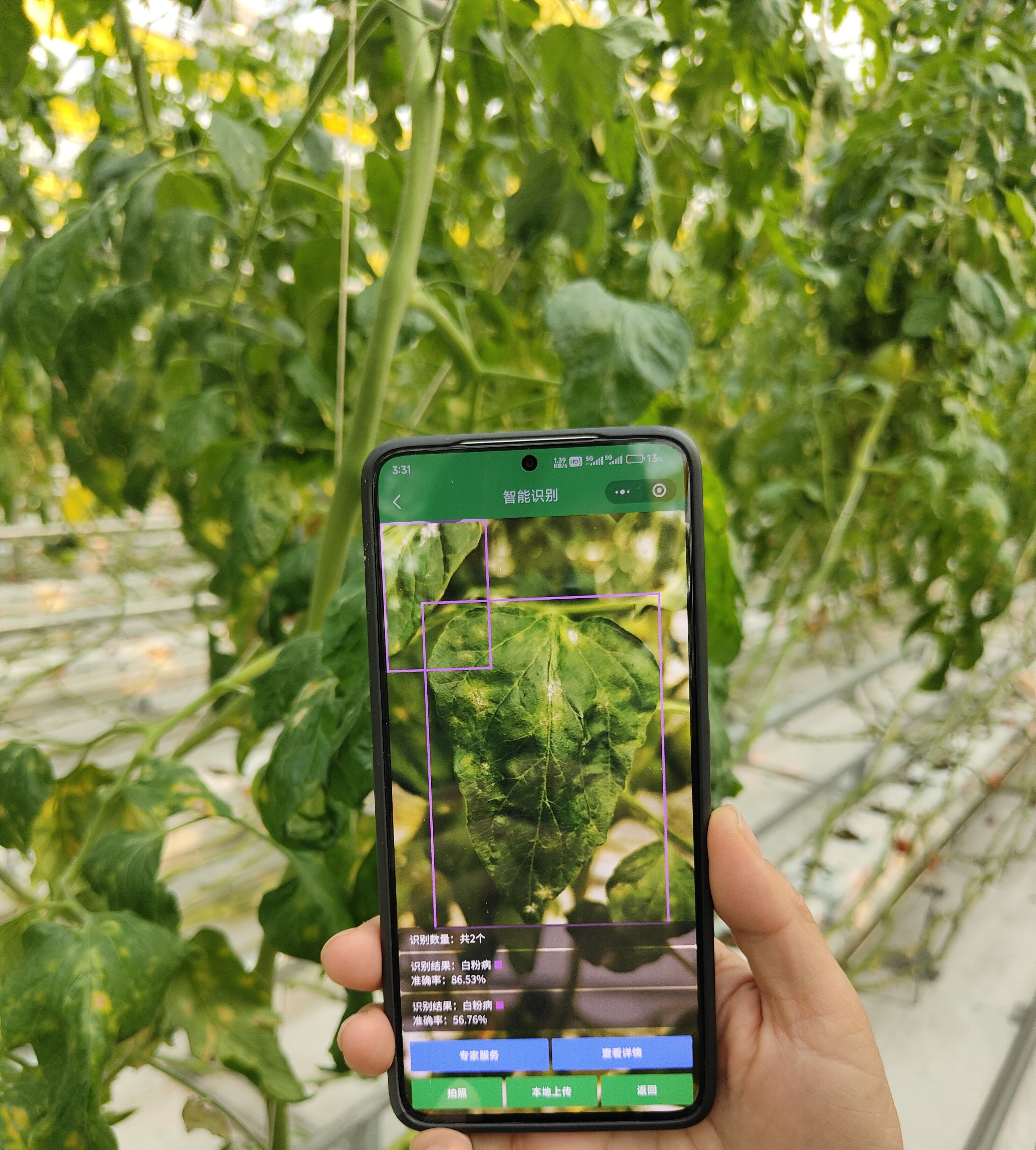 北京推出蔬菜智慧植保系统：AI赋能绿色防控 守护农产品质量安全